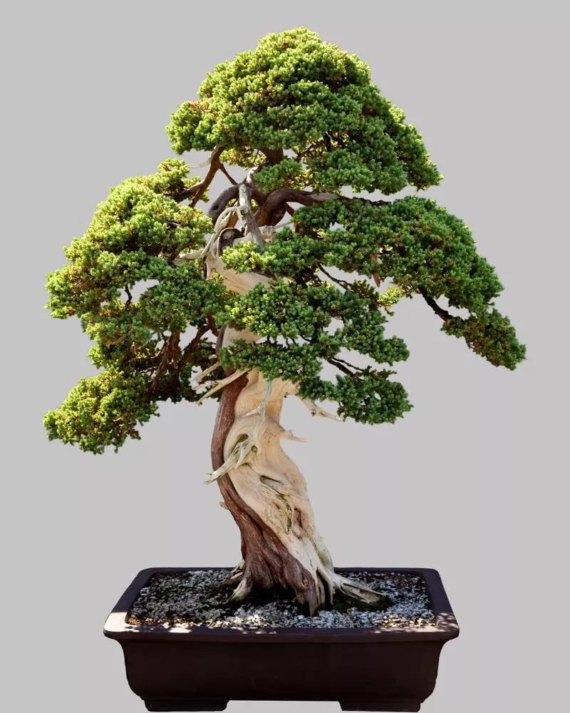 Norway Spruce Bonsai Tree Seeds - 30 Seeds - Evergreen Conifer - Picea abies