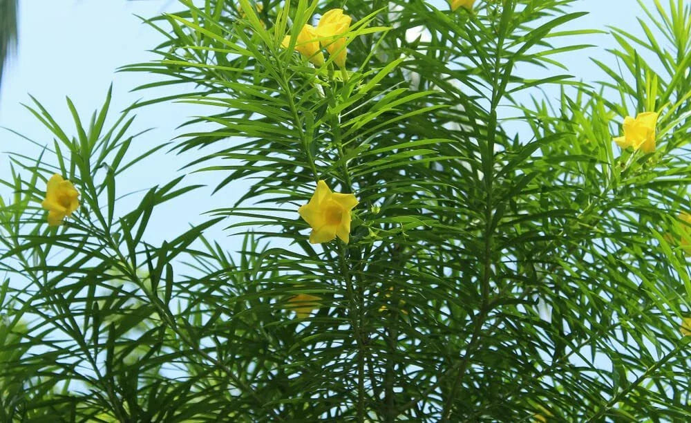 Lucky Nut Bush Seeds - 5 Seeds - Thevetia peruviana - Hardy Tropical Plant for Gardens