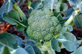 Organic Calabrese Broccoli Seeds - 50 Non-GMO Pesticide-Free Seeds for Homegrown Vegetables
