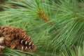 White Pine Tree Live Plant 12+ Inches Bare Root Pinus Strobus