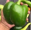 Giant Keystone Sweet Heirloom Tomatoes - Organic Non-GMO Seeds - 100+ Count - Fresh Gardening Essentials