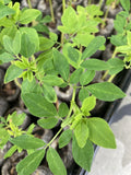 Moringa Oleifera Tree Cuttings 4"-8" Organic 100% Natural for Planting
