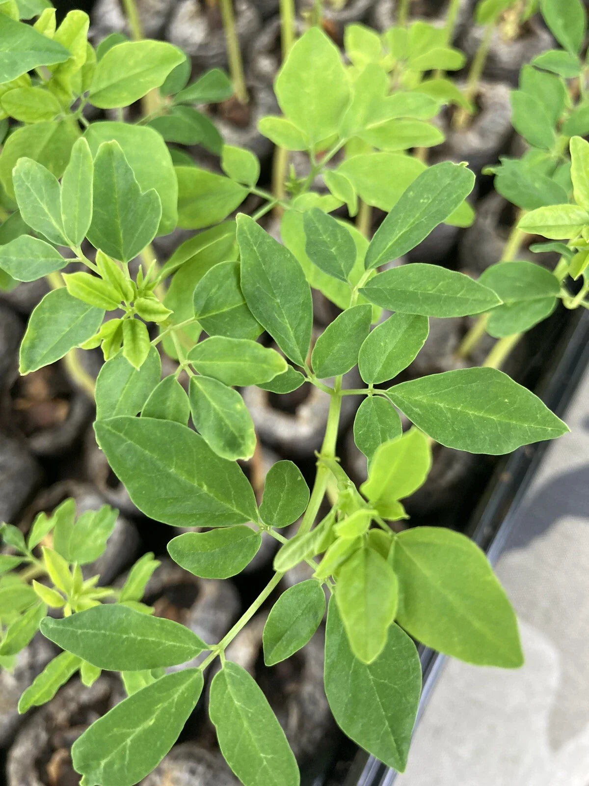 Moringa Oleifera Tree Cuttings 4"-8" Organic 100% Natural for Planting