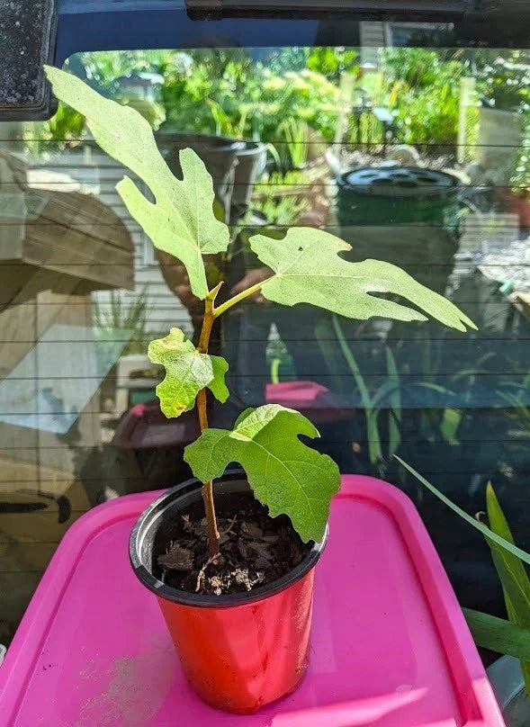 Chicago Hardy Fig Tree - Cold Hardy, Self Pollinator - 1 Plant 6" to 9" Tall - Ficus carica 'Chicago Hardy'