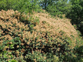 Cotinus Coggygria Smokebush Seeds - Brown - Smoke Tree - Ornamental Plant Seeds for Garden
