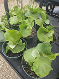 Staghorn Fern Plant - Platycerium Elephantotis - 4-6 Inch - Live Green Houseplant - Shipped Without Pot