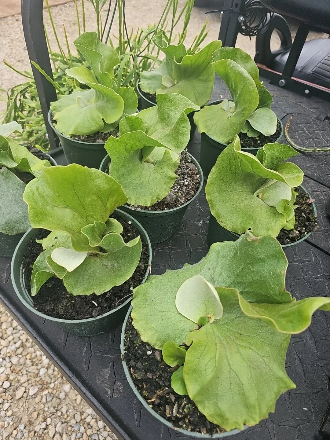 Staghorn Fern Plant - Platycerium Elephantotis - 4-6 Inch - Live Green Houseplant - Shipped Without Pot