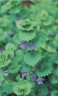 Creeping Charlie Live Vine Plant 10 Roots Evergreen Glechoma hederacea - Fast-Growing Indoor Hanging Greenery