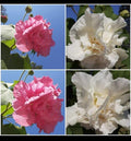 Cotton Rose Cuttings (4) - Color Changing Flowers - Hibiscus mutabilis