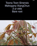 Toona Sinensis Mahogany XiangChun Bare Root Plant - 2 Year Olds, 1-2 ft Tall, Fast Growing Chinese Mahogany Tree