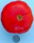 Mortgage Lifter Tomato Seeds - 25 Fresh Seeds - Halladay's Variety - Heirloom Tomato Seeds (Solanum lycopersicum)