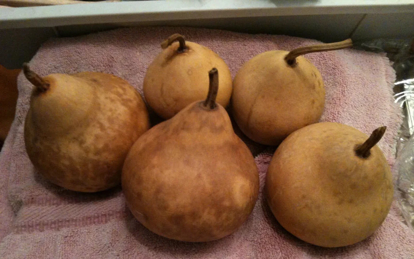 Small Apple Gourd Seeds - Fresh Gourd Seed Variety - Cucurbita pepo