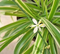Spider Plant 8" Live Variegated Chlorophytum Comosum Easy Care Houseplant