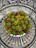 Succulent Cuttings - 8 Red Green Jelly Bean - Sedum Rubrotinctum - Unrooted Plant Cuttings for Propagation