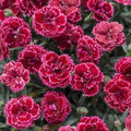 Black Cherry Carnation Seeds - 100 Perennial Seeds - Dianthus Flowers for Garden Planting