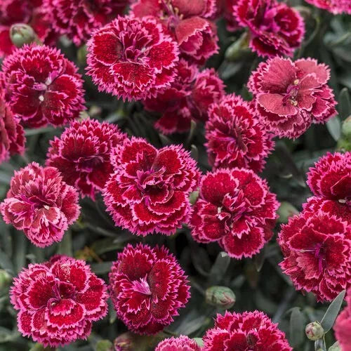 Black Cherry Carnation Seeds - 100 Perennial Seeds - Dianthus Flowers for Garden Planting
