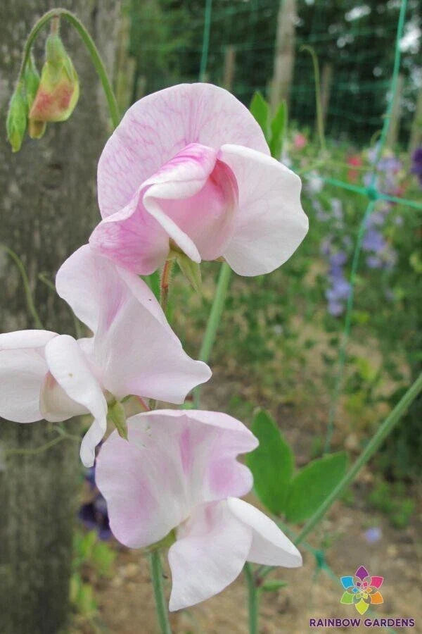 Enigma Sweet Pea 50 Seeds for Garden Planting - Lathyrus odoratus - USA Made - Free Shipping