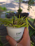 Hoya Linearis Starter Plant - Rooting Well, New Growth - Houseplant for Indoor Gardening, Easy Care Succulent