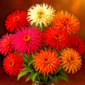 Zinnia Seeds - 300+ Count - Cactus Flower Autumn Mix - Heat & Drought Tolerant - Free Shipping
