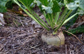 Heirloom Sugar Beet Seeds 500+ | Non-GMO Variety | Sweet Sugar Source | Deer Magnet | Beta vulgaris