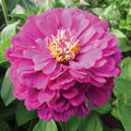 Purple Zinnia Seeds - 100+ Purple Prince Flower - Zinnia elegans - USA - Free Shipping