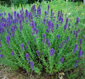 Hyssop Seeds 300+ Heirloom Perennial Non-GMO Herb for Garden - Hyssopus officinalis