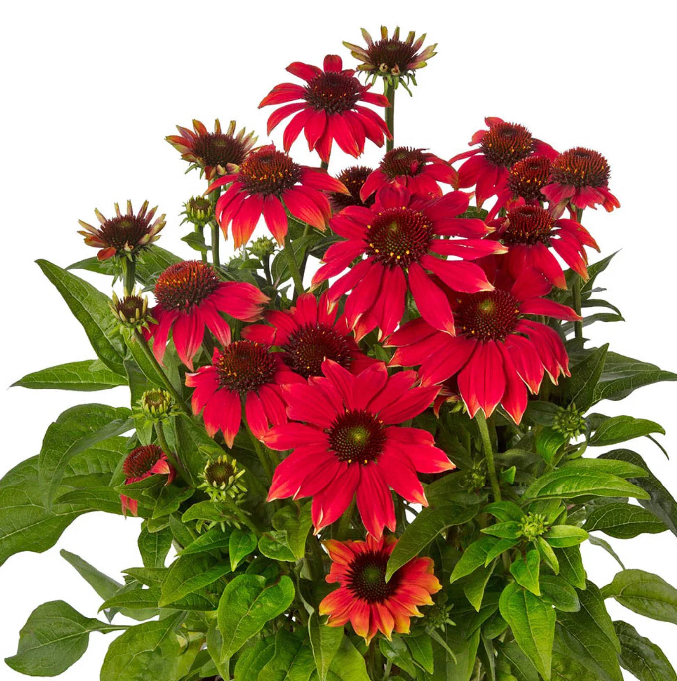 Echinacea Prairie Blaze Orange Sunset Live Perennial Plants, 4 Plugs, 72 Size, Echinacea purpurea, Attracts Butterflies & Hummingbirds