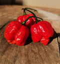 Scorpion Red Moruga Pepper Seeds - 20 Premium Super-Hot Seeds - Capsicum chinense