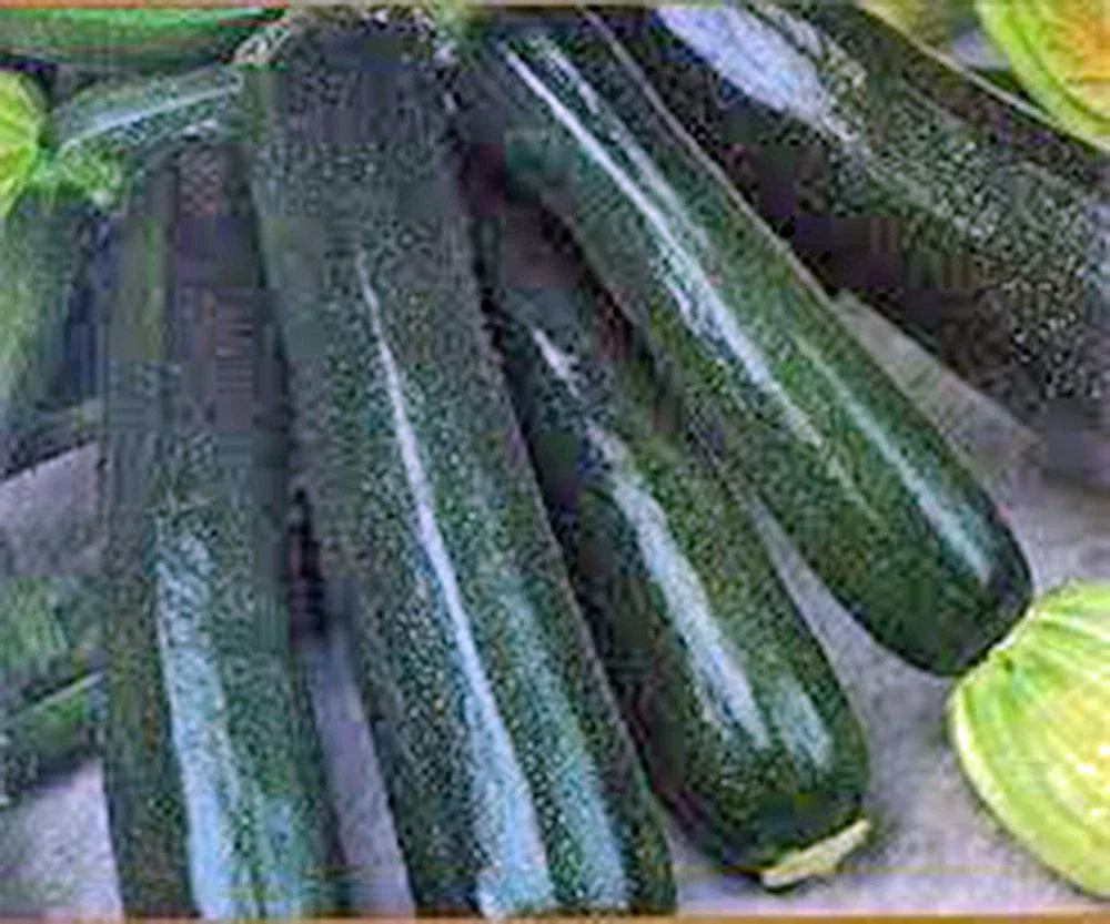 Zucchini Seeds 100 Count Black Beauty Heirloom Non-GMO Cucurbita pepo