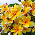 Plumeria Seeds - 5 Bright Yellow Hawaiian Flowers - Perennial Plants (Plumeria spp.)
