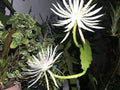 Epiphyllum Orchid Cactus Cuttings Bundle of 8 - White Flower Succulents, Epiphyllum spp.
