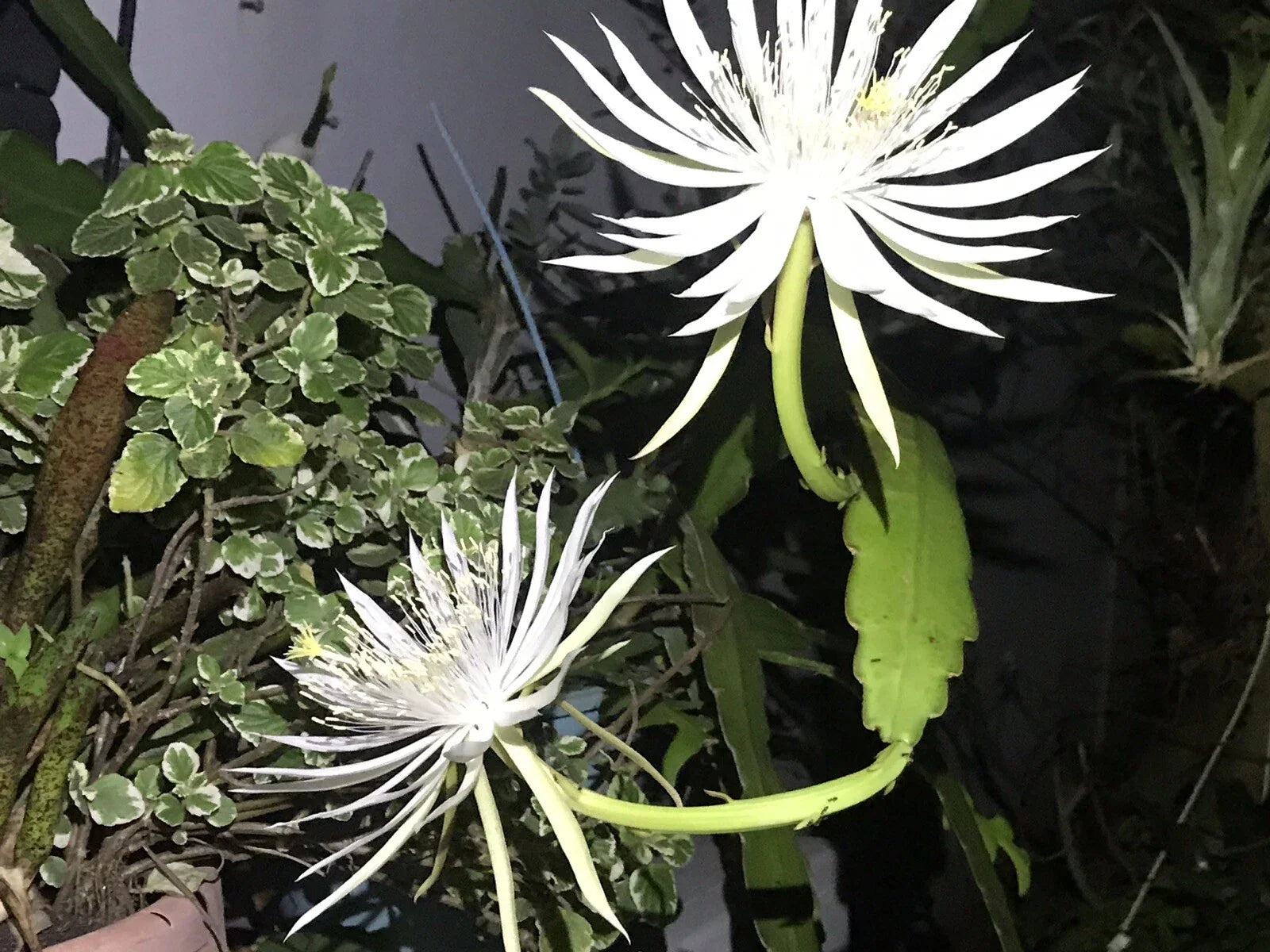 Epiphyllum Orchid Cactus Cuttings Bundle of 8 - White Flower Succulents, Epiphyllum spp.