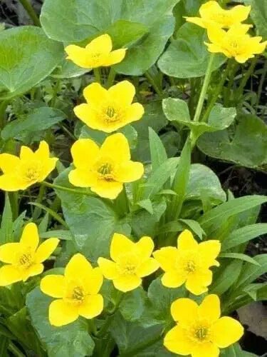 Yellow Swamp Marigold Seeds - 100 Count - Bidens Aristosa Mutica Flower Seeds for Planting