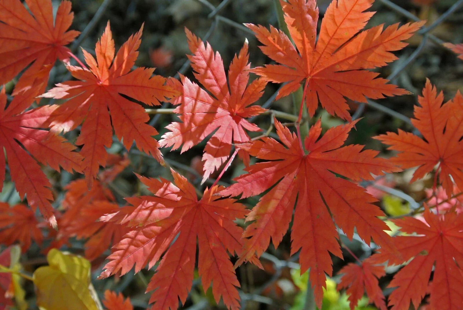 Korean Maple Seeds - Acer pseudo-sieboldianum - 25 Pack - Ornamental Tree Seeds for Landscaping