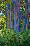Rainbow Eucalyptus Seeds - 50 Pack - Perennial Flowering Tree Seeds - Eucalyptus deglupta - US Seller