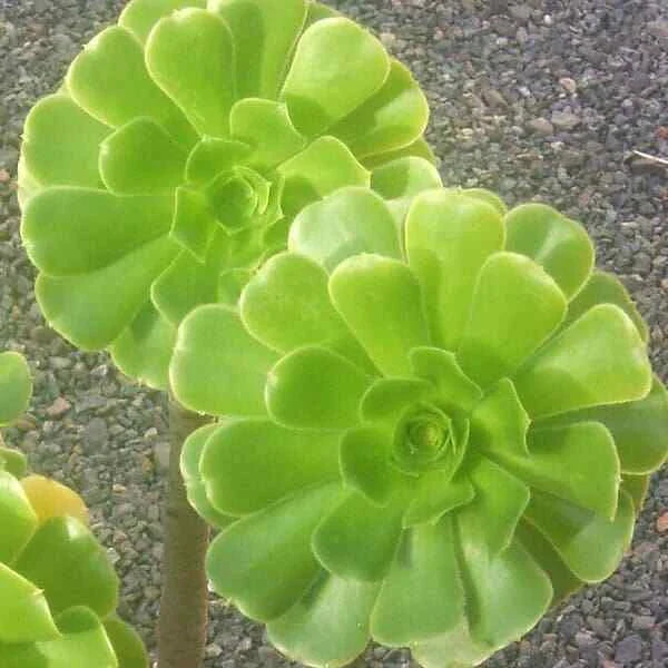 Large Aeonium Arboreum Cutting - Green Rose - 4" Diameter - Succulent Plant for Propagation