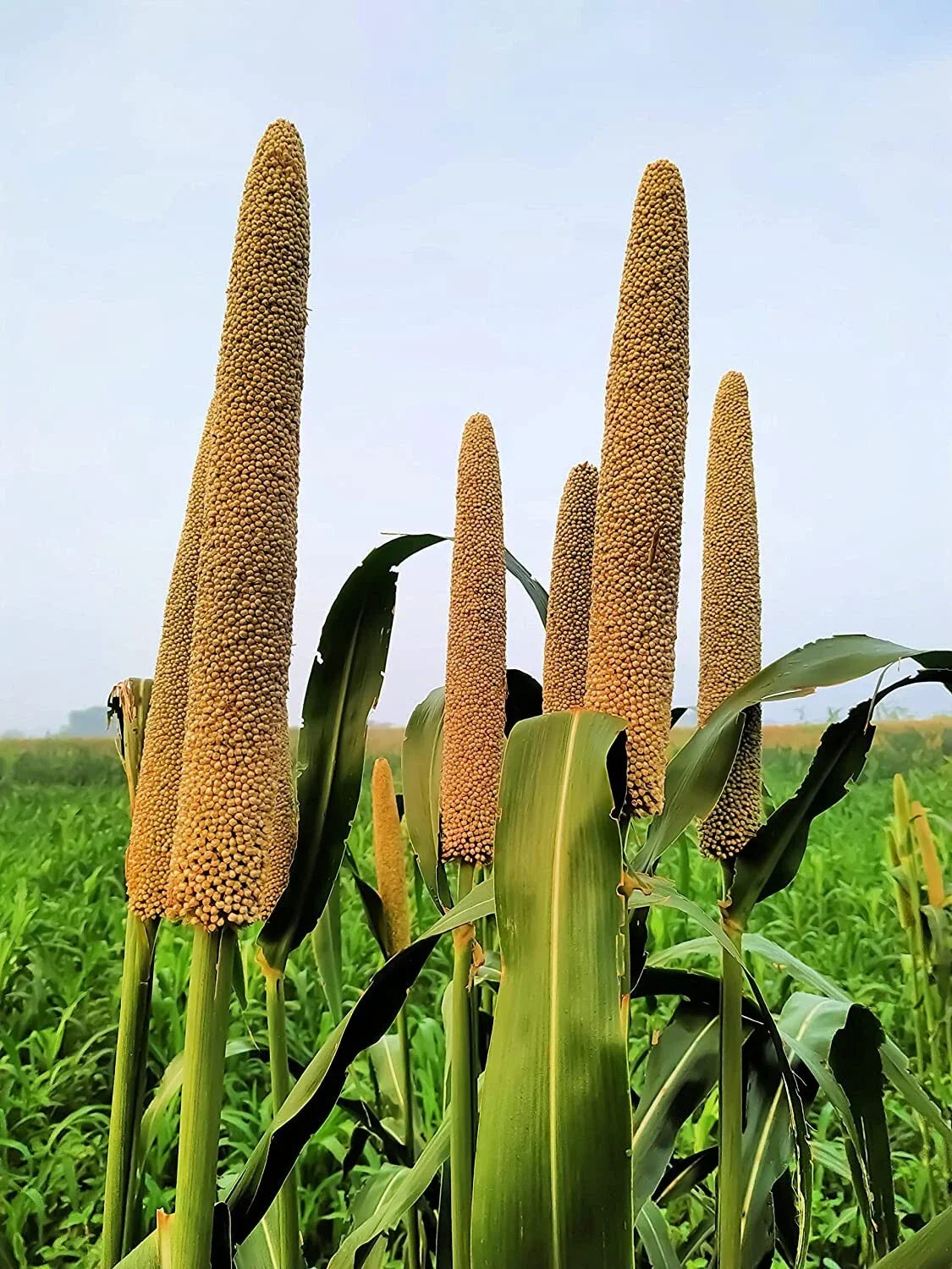 Pearl Millet Grass Seeds for Planting, Ornamental Variety, Pennisetum glaucum, Drought-Resistant, Fast-Growing