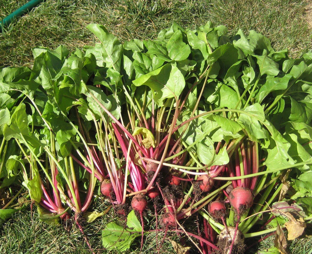 Early Wonder Tall Top Beet Seeds - 50 Count - Glossy Baby Greens - Ideal for Juicing - Beta vulgaris