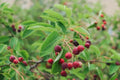 Serviceberry Cuttings 4-Pack, Amelanchier Tree Shrub Bush, Fruit-Bearing, Hardy Native Plant