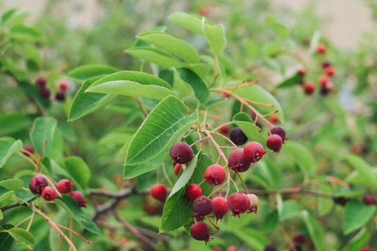 Serviceberry Cuttings 4-Pack, Amelanchier Tree Shrub Bush, Fruit-Bearing, Hardy Native Plant