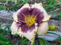 Daylily Bareroot Plant 1 Mature Fan 'Blackthorn' Hemerocallis