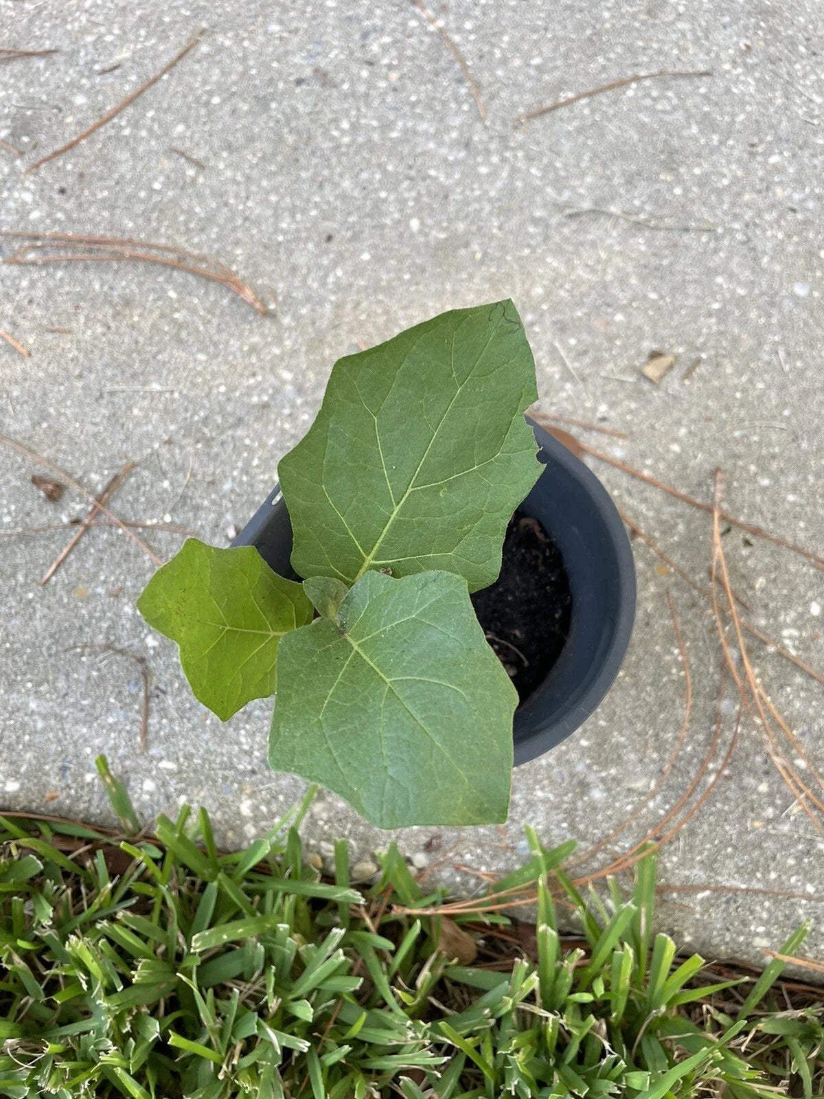 Pea Eggplant Plant 12”+ Tall, Brush Eggplant Turkey Berry, Thai Pea Eggplant (Solanum torvum) - Fast-Growing, Edible Garden Addition