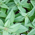 Organic Pineapple Sage Live Starter Plant - Herb - Salvia elegans - Aromatic Culinary Herb