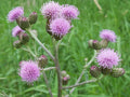 Creeping Thistle 200 Seeds for Garden Planting - Cirsium arvense - USA
