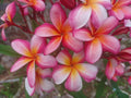 Plumeria Cuttings 8-10" Single Tip, Vibrant Color, Frangipani, Plumeria spp.