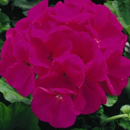 Maverick Violet Geranium Seeds - 12 Fresh Flower Seeds - Pelargonium x hortorum - Free Shipping