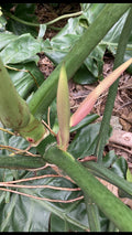 Philodendron Cutting 24” Giant Vine, Philodendron giganteum, Large TIP Cutting #21