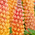Salmon Star Lupine Seeds - 25 Perennial Flower Seeds - Hardy Flower Seeds (Lupinus polyphyllus) - US Seller