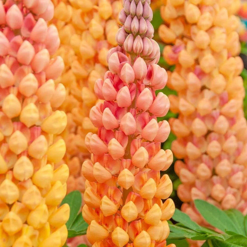 Salmon Star Lupine Seeds - 25 Perennial Flower Seeds - Hardy Flower Seeds (Lupinus polyphyllus) - US Seller