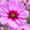 Cosmos Seeds 100-2,000 Count Non-GMO Gloria Variety (Cosmos bipinnatus) - Free Shipping